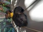 Mooi Amerikaans gekruind cavia beertje, Juni, Cavia