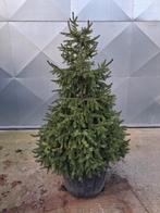 Kerstboom, Enlèvement, Neuf