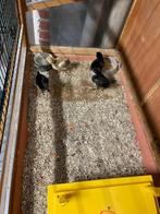 .kuikens te koop 8 euro  per stuk, Dieren en Toebehoren, Geslacht onbekend, Kip