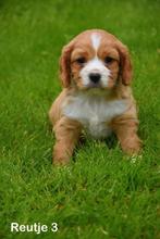 Cavalier C.V. pups, Dieren en Toebehoren, Honden | Retrievers, Spaniëls en Waterhonden, CDV (hondenziekte), Meerdere, 8 tot 15 weken