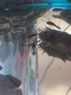Laatste 10 Ancistrus zwart maat +/- 2,5 cm 5 voor 4 euro, Dieren en Toebehoren, Vissen | Aquariumvissen