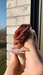 Baardagaam. Full Red Monsters, Dieren en Toebehoren, Hagedis, 0 tot 2 jaar