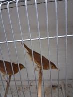 zanglijsters van 25, Dieren en Toebehoren, Vrouwelijk, Wildzangvogel, Geringd