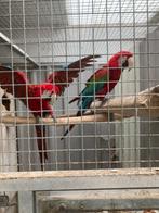 Kweekkoppels ara’s, Dieren en Toebehoren, Papegaai
