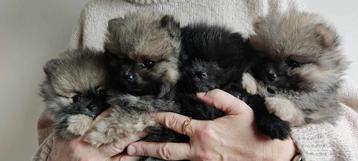 Pomeranian pups