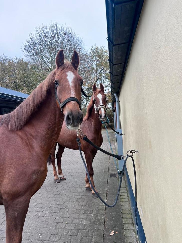 2 span te koop, Dieren en Toebehoren, Paarden, Zadelmak, Tuigpaard