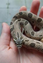 Haakneus / Hognose (2022 - 2025), Dieren en Toebehoren