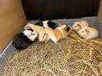 Jonge cavia’s, Dieren en Toebehoren, Knaagdieren, Meerdere dieren, Cavia