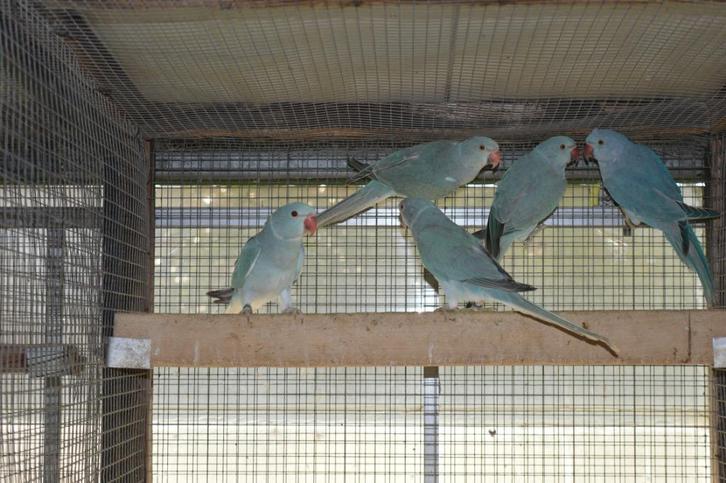 Halsbanden parkieten, Dieren en Toebehoren, Vogels | Parkieten en Papegaaien, Parkiet, Meerdere dieren, Geringd