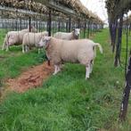 swifter ram, Mannelijk, Schaap, 0 tot 2 jaar