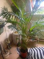 Palm , goudpalmen , grote kamer plant, Tuin en Terras, Ophalen