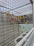 voliere vogels met roodrug parkieten en toebehoren, Dieren en Toebehoren, Parkiet