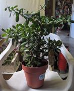 Vetplant als Kamerplant, Ophalen, Vetplant, Halfschaduw, In pot