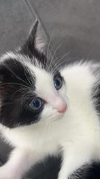 Kitten zoekt nieuwe thuis, Animaux & Accessoires, Accessoires pour chats, Enlèvement ou Envoi