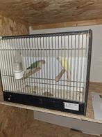 pyrrhura, Dieren en Toebehoren, Ophalen, Zo goed als nieuw