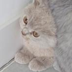 Prachtig Brits Korthaar kitten met afstambewijs, Dieren en Toebehoren, Poes, Gechipt, 0 tot 2 jaar