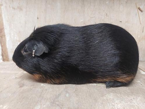 Cavia's, Dieren en Toebehoren, Knaagdieren, Cavia, April