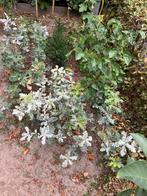 Bomen plantgoed, Ophalen, In pot