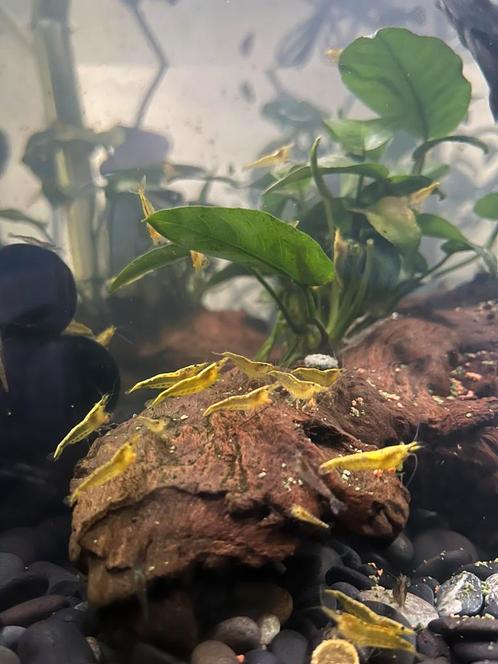 Yellow golden backline neocaridina garnaaltjes, Dieren en Toebehoren, Vissen | Aquariumvissen, Zoetwatervis, Kreeft, Krab of Garnaal