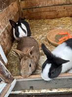 Jonge dwergkonijntjes, Dieren en Toebehoren