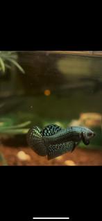 Alien betta plakat man groen kempvis hybride, Vis, Zoetwatervis