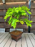 Bonsai Wisteria Floribunda - Bonsai Wisteria, Tuin en Terras, Ophalen