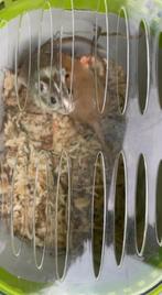 2 vrouwelijke Gerbils, Animaux & Accessoires, Rongeurs, Femelle, Autres types