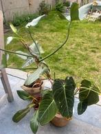 Plantenset die wat TLC kan gebruiken, inclusief potten, Ophalen