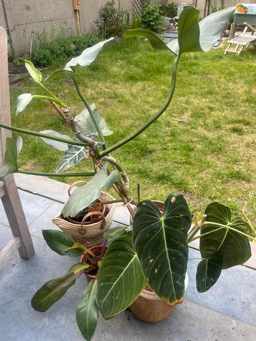 Plantenset die wat TLC kan gebruiken, inclusief potten, Huis en Inrichting, Kamerplanten, Ophalen