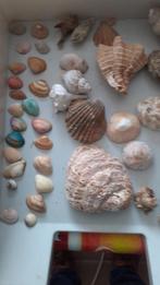 schelpen en varia, Verzamelen, Mineralen en Fossielen, Schelp(en), Ophalen