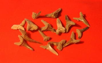 archéologie dents de requin fossiles (lot 1) beschikbaar voor biedingen
