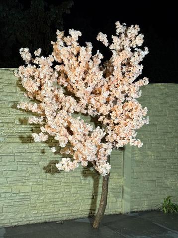 Bloesemboom beschikbaar voor biedingen