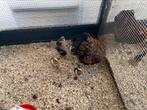Wyandotte hen met kuikens, Dieren en Toebehoren, Kip