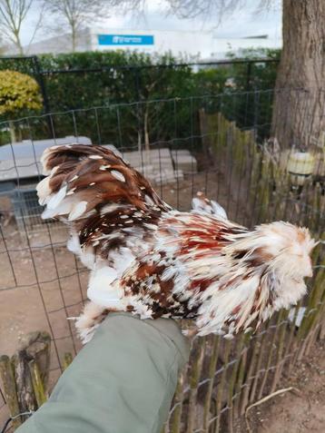 Choco motled USA zijdehoen, Mâle, Poule ou poulet
