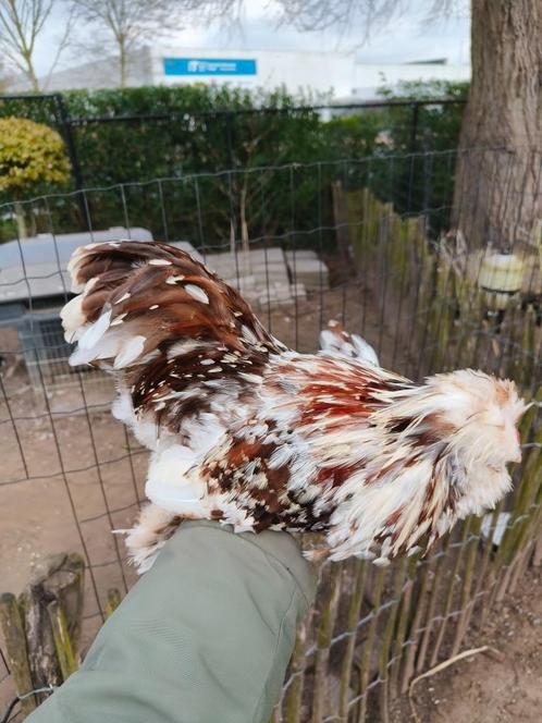 Choco motled USA zijdehoen, Dieren en Toebehoren, Pluimvee, Kip, Mannelijk