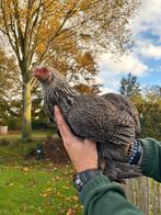 Brahma kriel zilverpatrijs, Dieren en Toebehoren, Pluimvee, Kip