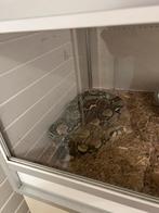 Boa constrictor Sonoran X, Slang