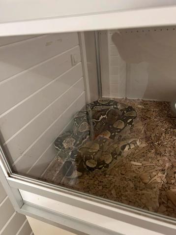 Boa constrictor Sonoran X beschikbaar voor biedingen