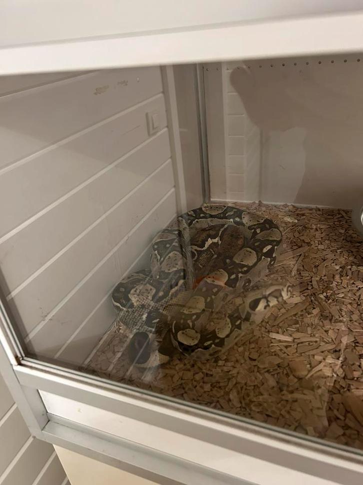 Boa constrictor Sonoran X, Dieren en Toebehoren, Reptielen en Amfibieën, Slang