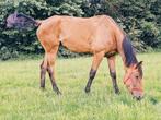 Trotter merrie, Dieren en Toebehoren, Paarden en Pony's | Dekhengsten en Fokmerries, Merrie