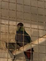 Redcap parkiet vrouw 2021, Dieren en Toebehoren, Vogels | Parkieten en Papegaaien, Parkiet, Geringd