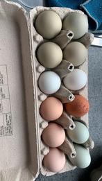 Broedeieren kleurlegger, Dieren en Toebehoren