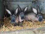 Jonge vleeskonijnen, Dieren en Toebehoren, Konijnen, Mannelijk, Groot, 0 tot 2 jaar