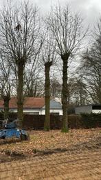 brandhout - 8 stammen, Tuin en Terras, 6 m³ of meer, Ophalen, Overige houtsoorten, Stammen