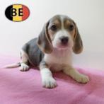 Beagle - Belgische pups te koop, Dieren en Toebehoren, België, Beagle, Handelaar, CDV (hondenziekte)