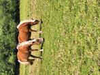 4 jarige haflinger merrie, Dieren en Toebehoren, Merrie