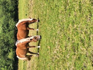 4 jarige haflinger merrie beschikbaar voor biedingen