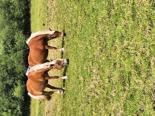 4 jarige haflinger merrie, Dieren en Toebehoren, Paarden, Merrie