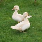 Witte carolina eenden. Carolina., Dieren en Toebehoren, Pluimvee