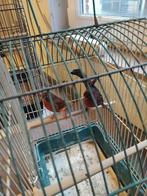 Koppel kanarie zwart rood, Dieren en Toebehoren, Kleurkanarie